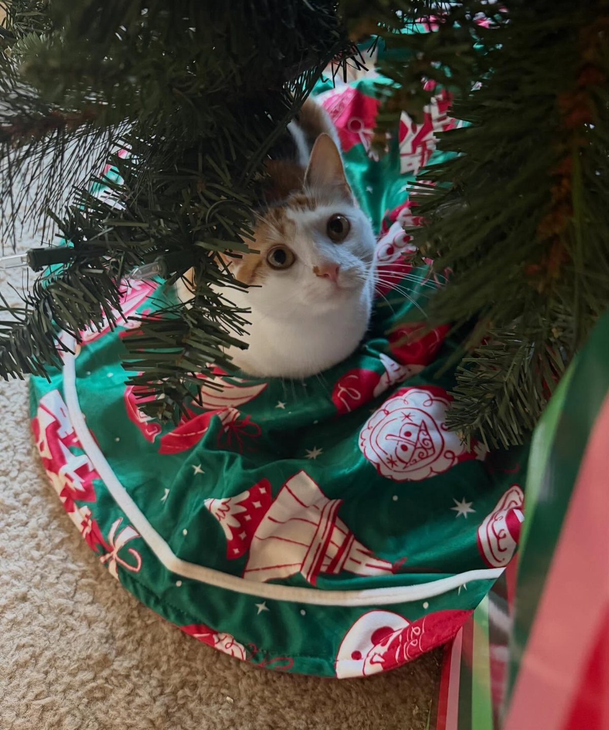A white and ginger cat peeking out from under a decorated Christmas tree.