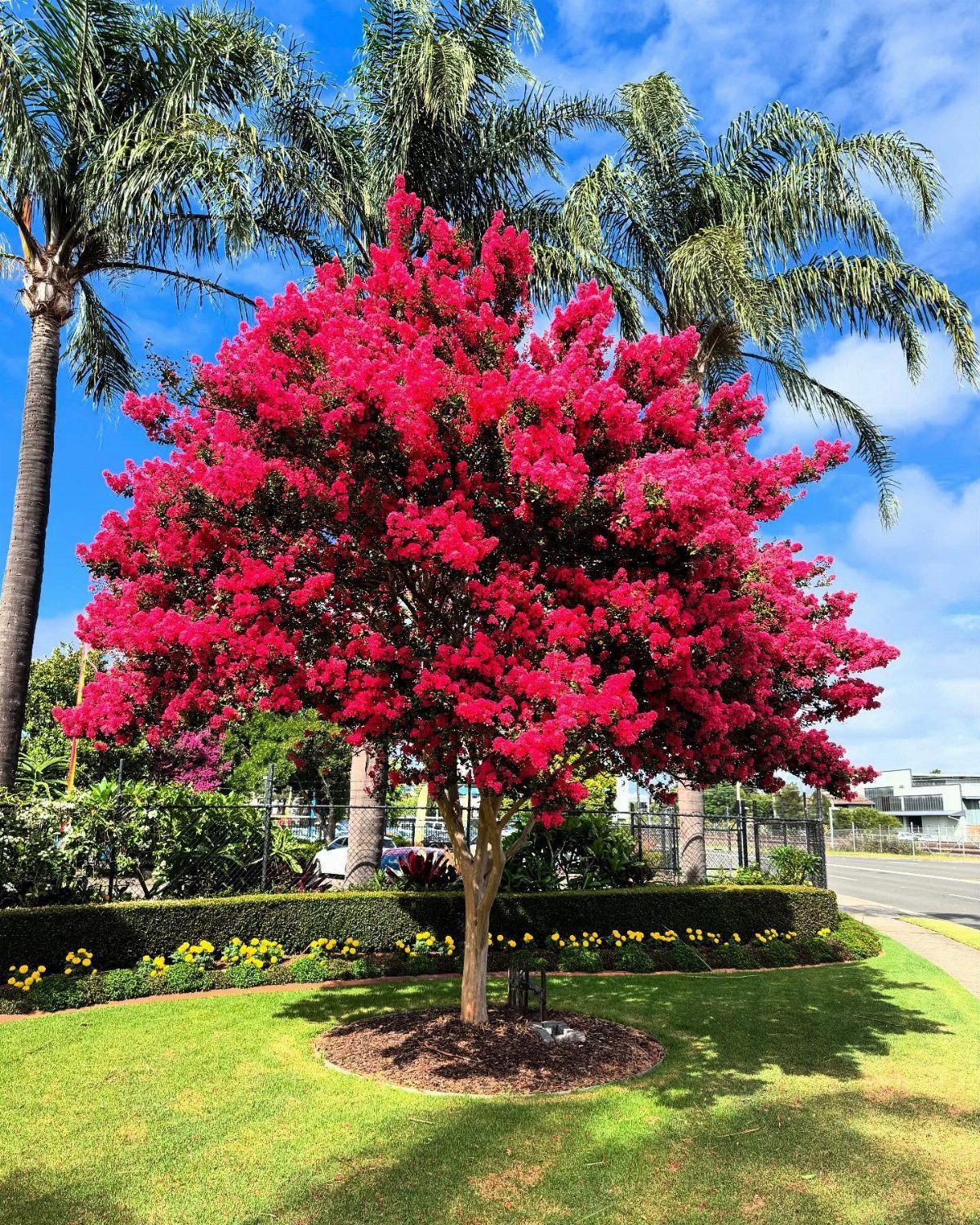 16 Front Lawn Landscaping Ideas for Curb Appeal 2 A bright pink flowering tree stands prominently in a lush green lawn under a blue sky.