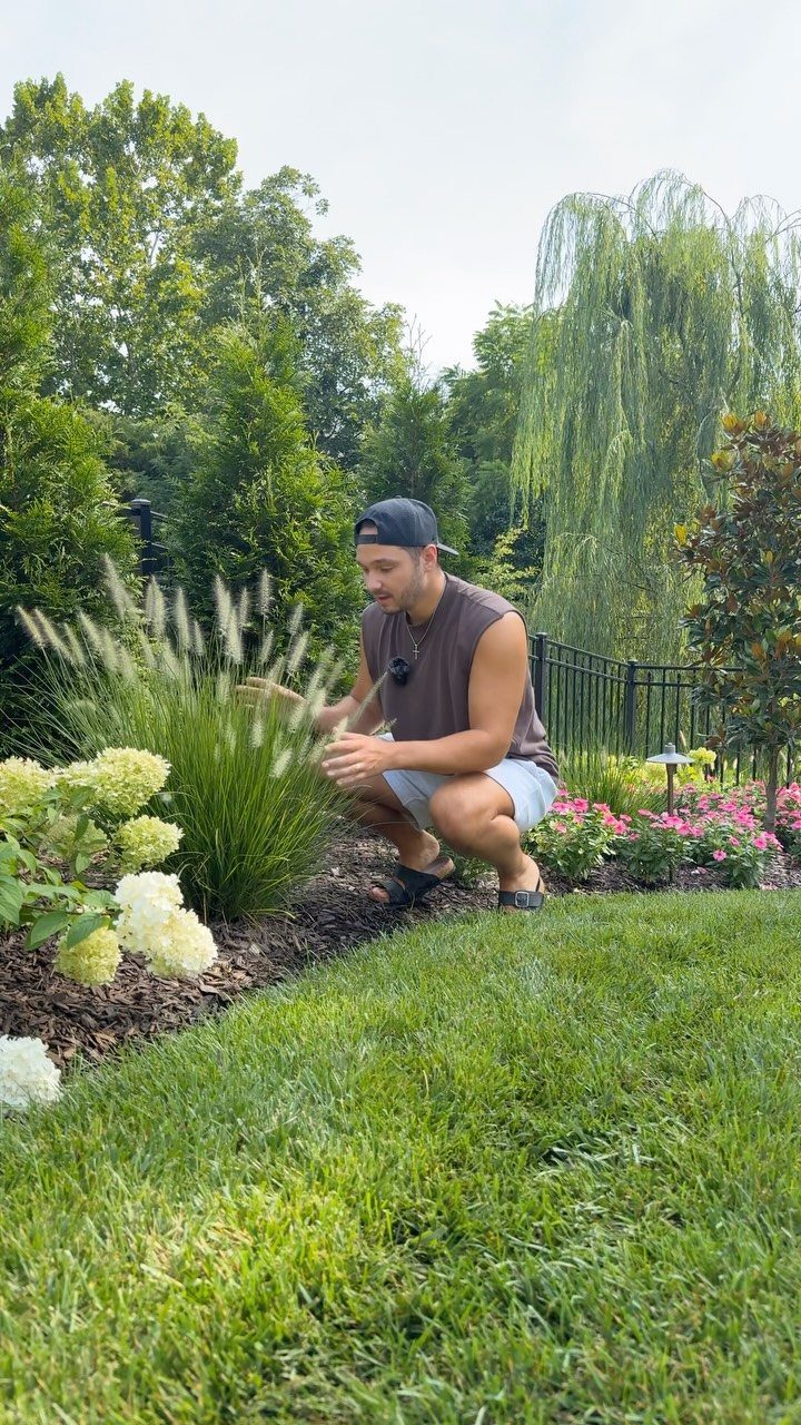 16 Front Lawn Landscaping Ideas for Curb Appeal 4 A man tends to tall ornamental grasses and white hydrangeas in a lush garden bed.