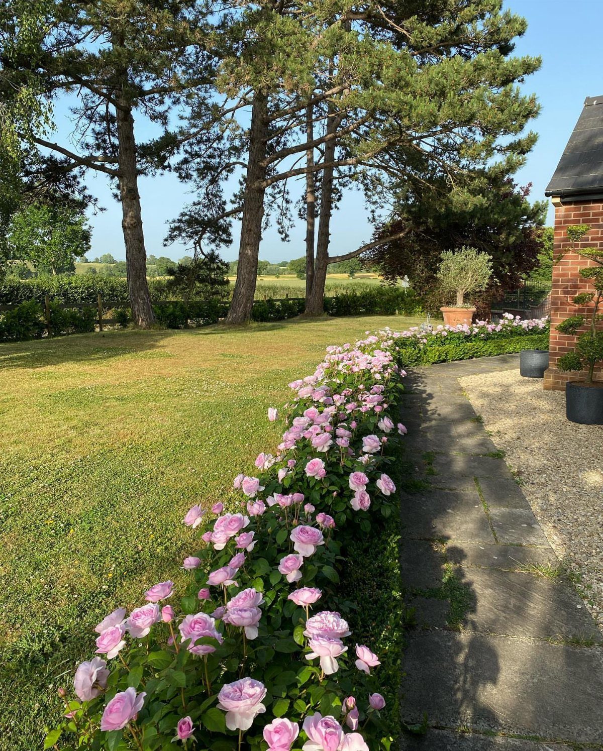 16 Front Lawn Landscaping Ideas for Curb Appeal 8 Pink roses blooming in a long row along a stone walkway next to a lawn.